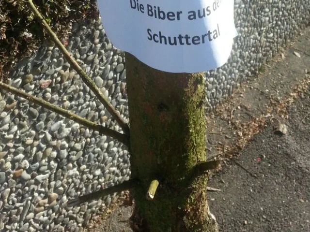 Narrenbaum